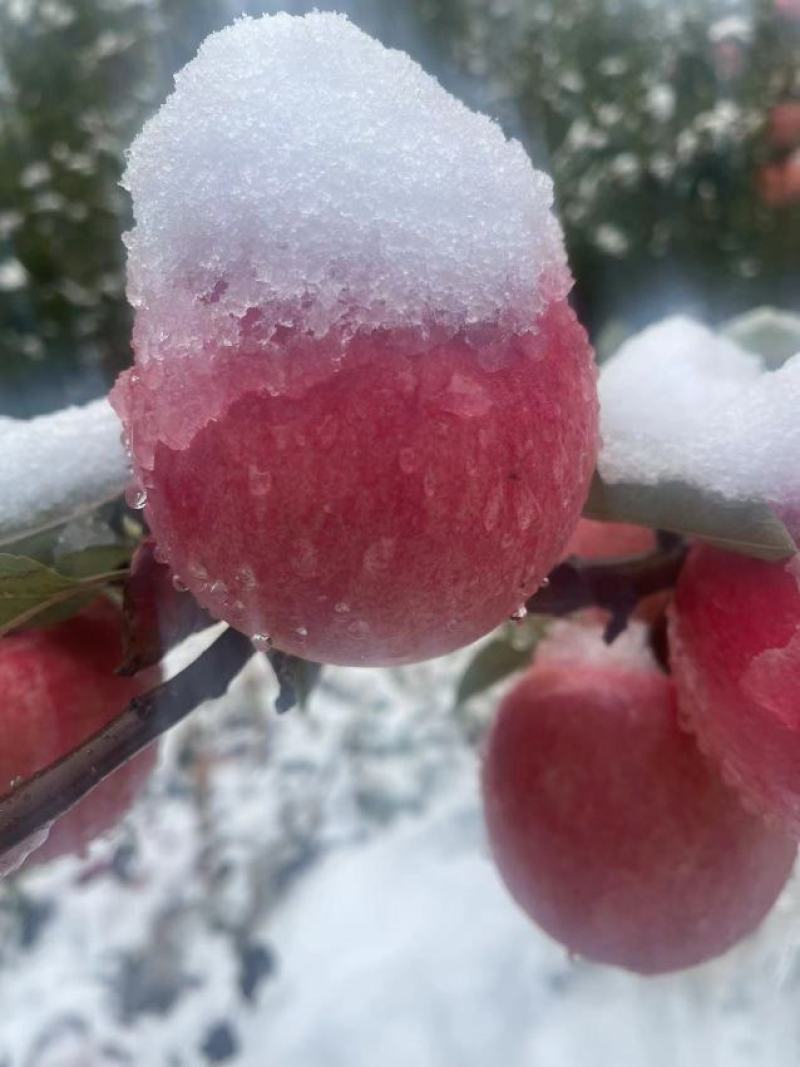 优质苹果精品寒富苹果皮毛亮果面干净产地一手