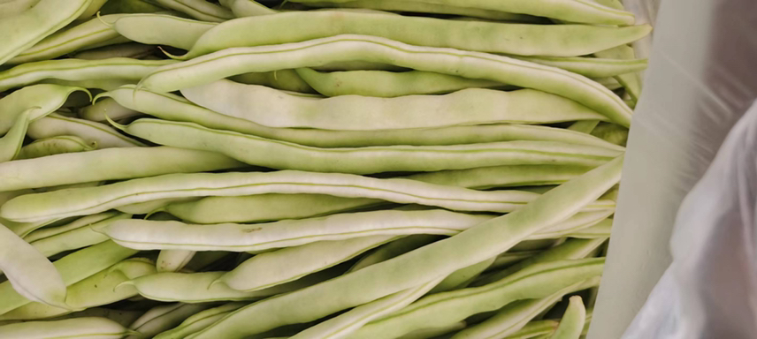 白不老豆角清洗与切段过程