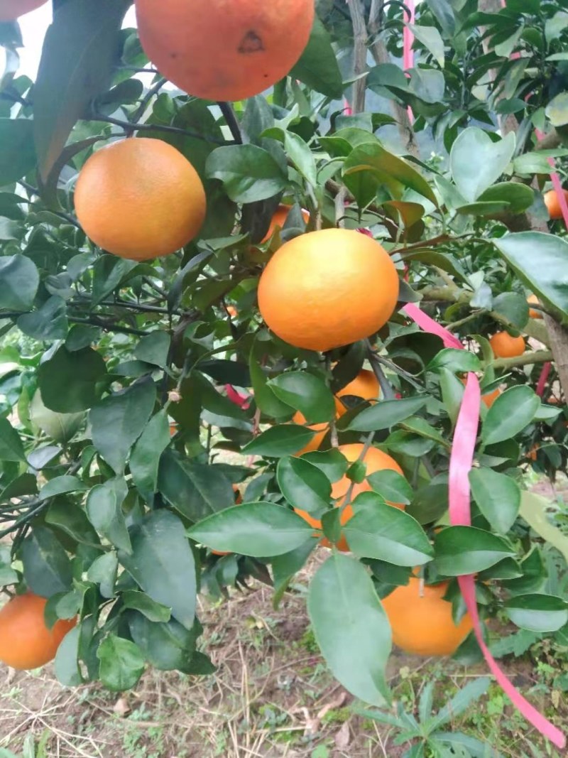 爱媛果冻橙大量上市一手货源产地直发