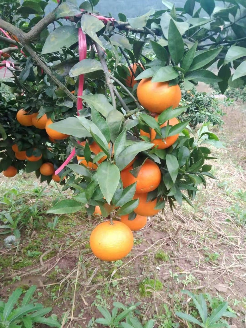 爱媛果冻橙大量上市一手货源产地直发