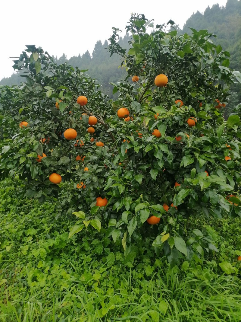 爱媛果冻橙大量上市一手货源产地直发