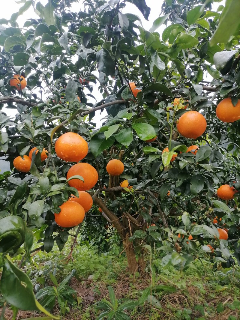 爱媛果冻橙大量上市一手货源产地直发