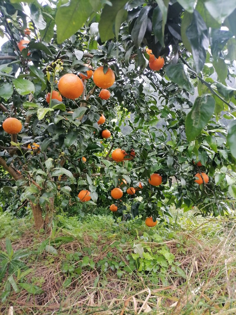 爱媛果冻橙大量上市一手货源产地直发