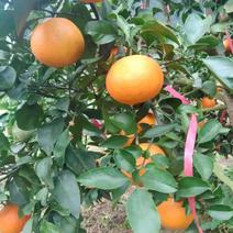 爱媛果冻橙大量上市一手货源产地直发