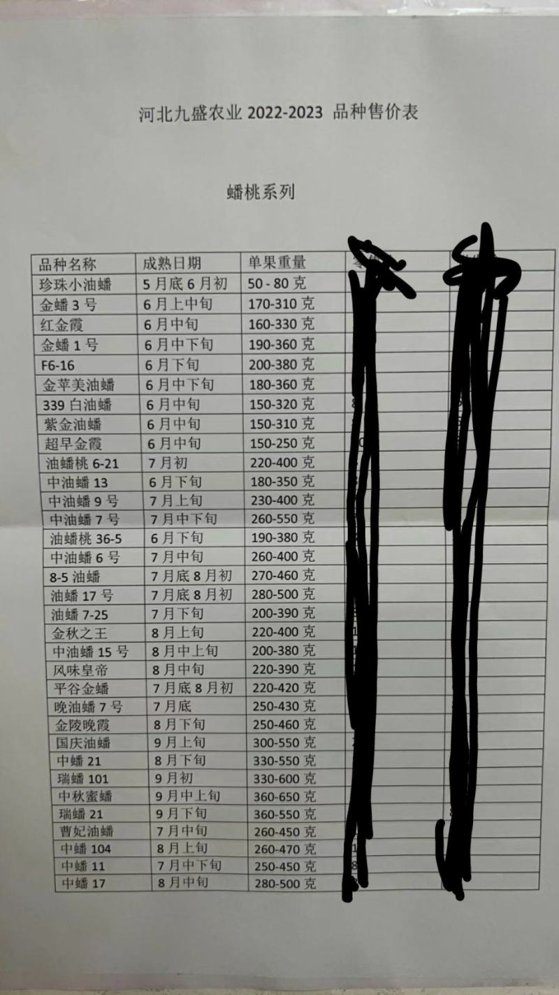 新品种桃树苗蟠桃苗红黄提供技术支持基地直供邢台威县