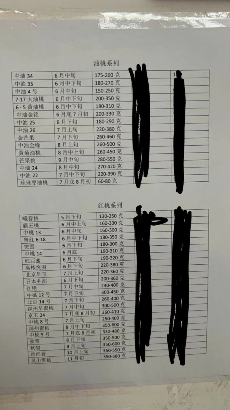 新品种桃树苗蟠桃苗红黄提供技术支持基地直供邢台威县