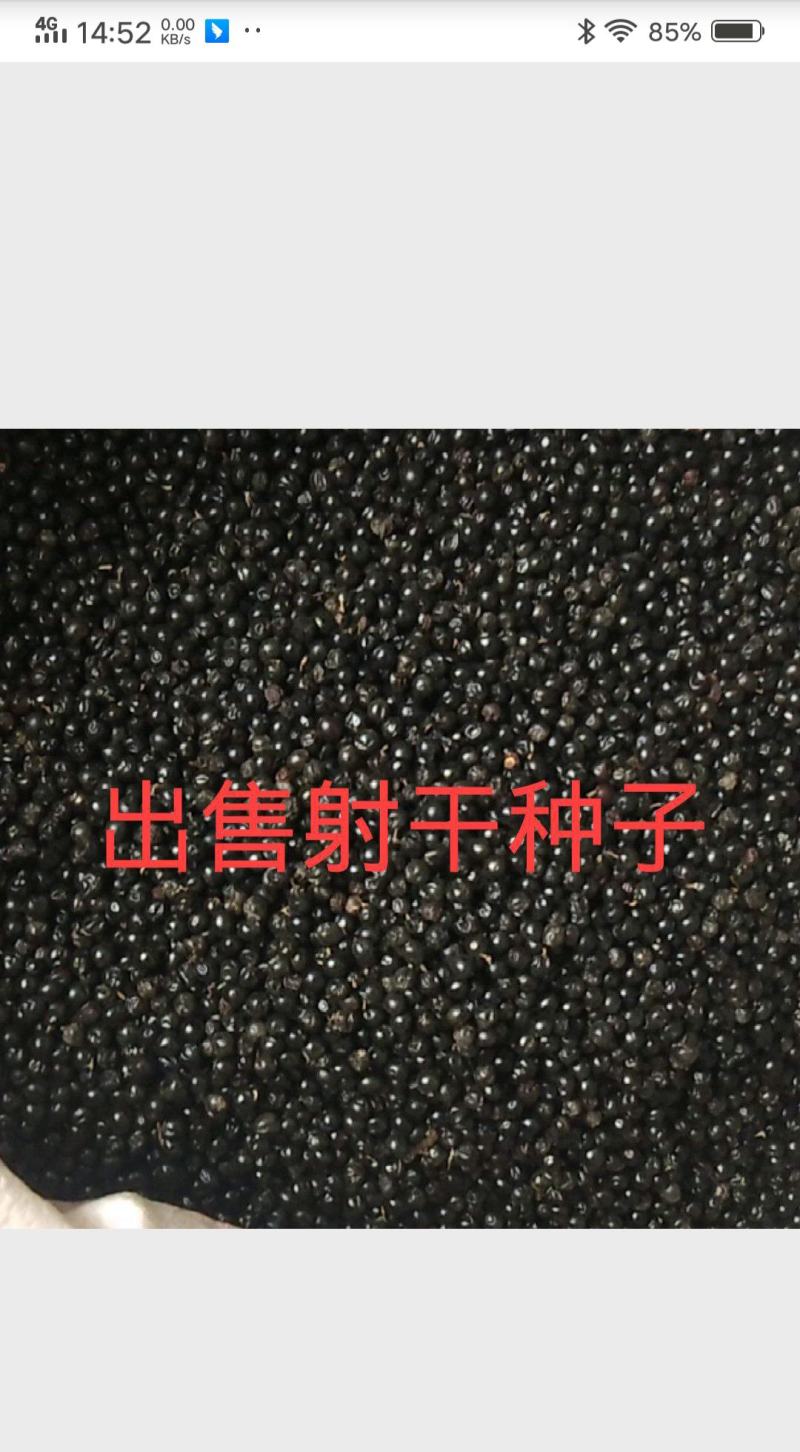 种植户出售射干种子2025年手工收新种子