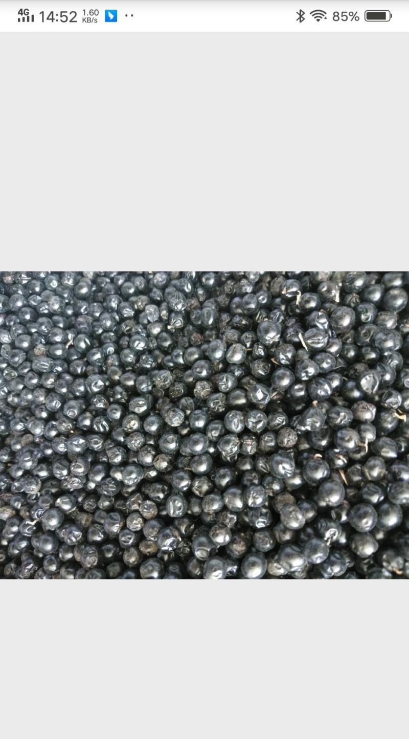 种植户出售射干种子2025年手工收新种子