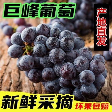 一件代发推荐东北巨峰葡萄自然果无核葡萄产地直发
