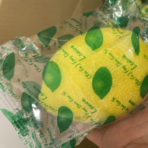 基地直供黄柠檬