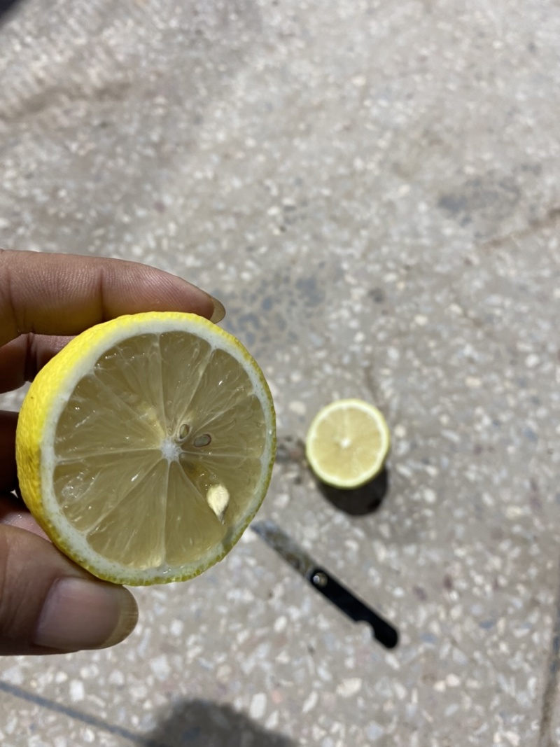 基地直供黄柠檬