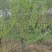 【江苏万亩基地红梅直发】【现挖现发】包成活，全国批发价