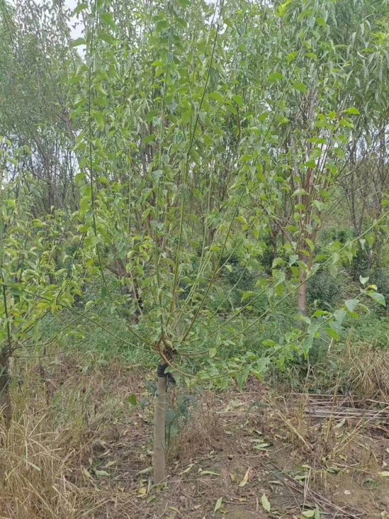 【江苏万亩基地红梅直发】【现挖现发】包成活，全国批发价