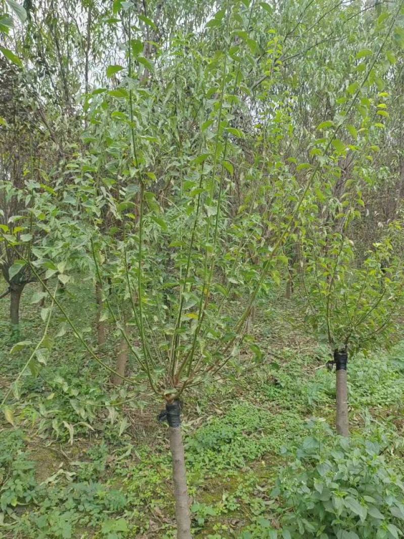 【江苏万亩基地红梅直发】【现挖现发】包成活，全国批发价