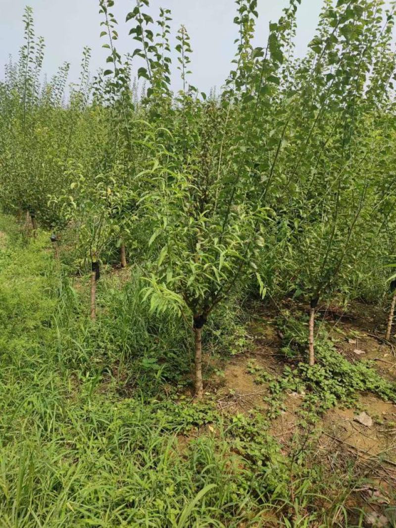 【江苏万亩基地红梅直发】【现挖现发】包成活，全国批发价