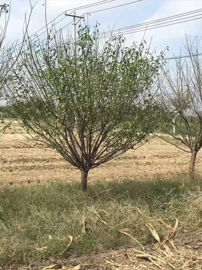 【江苏万亩基地红梅直发】【现挖现发】包成活，全国批发价