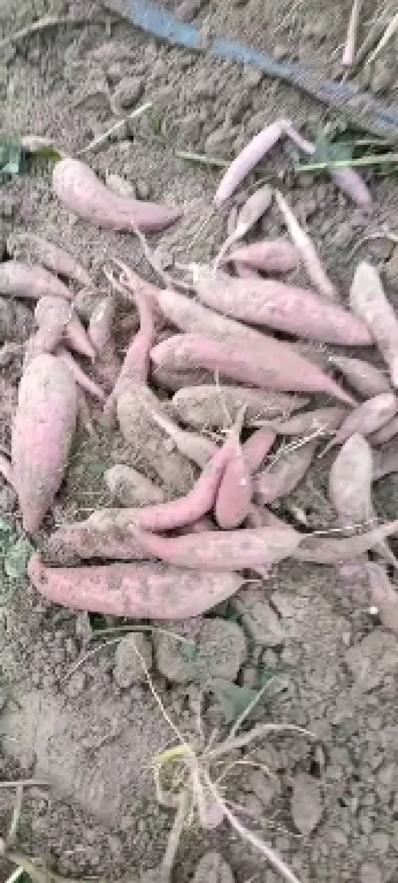 红薯苗，红薯种子，批零售，需要的联系