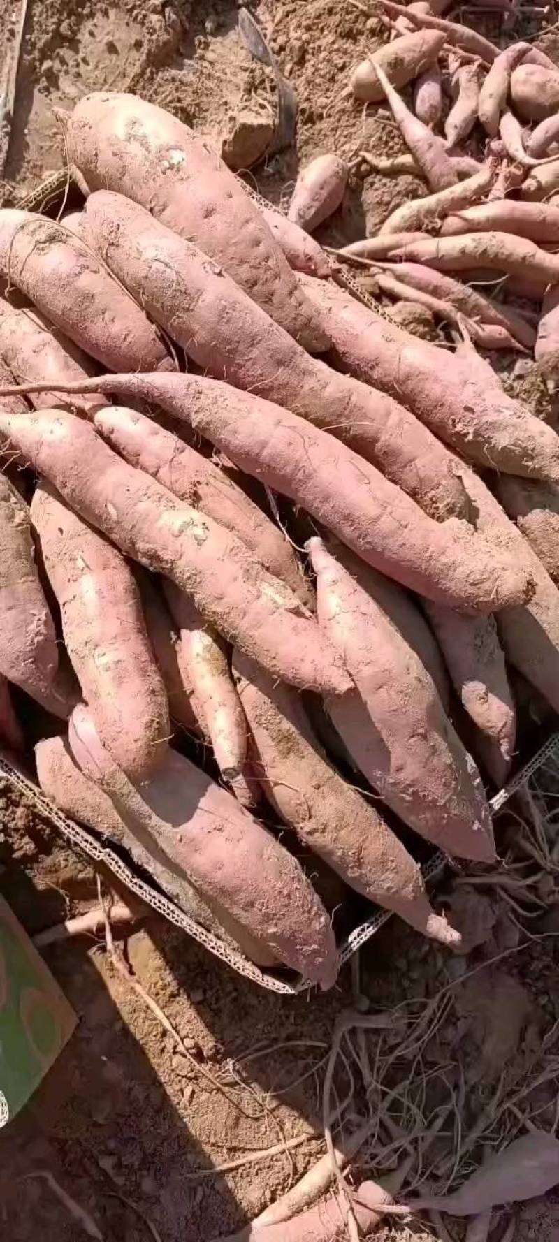 红薯苗，红薯种子，批零售，需要的联系
