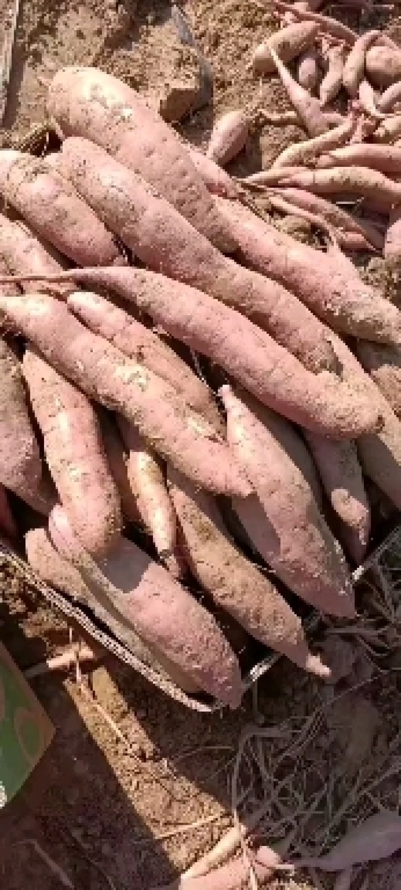 红薯苗，红薯种子，批零售，需要的联系