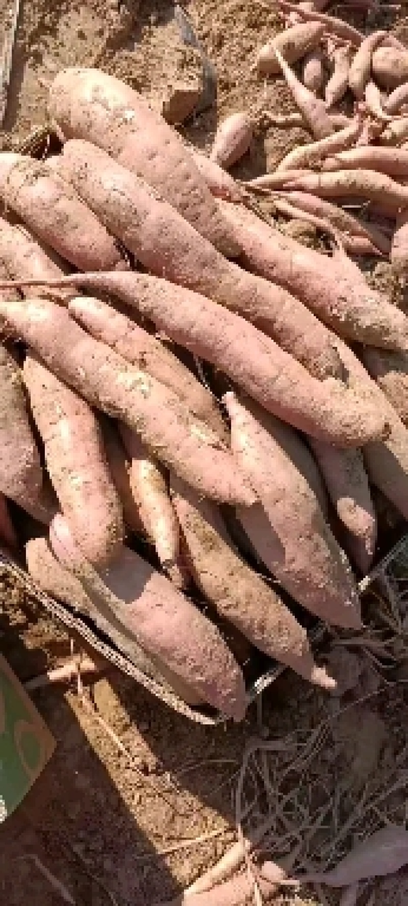 红薯苗，红薯种子，批零售，需要的联系