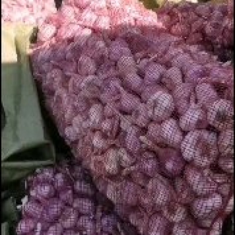 大蒜种子: