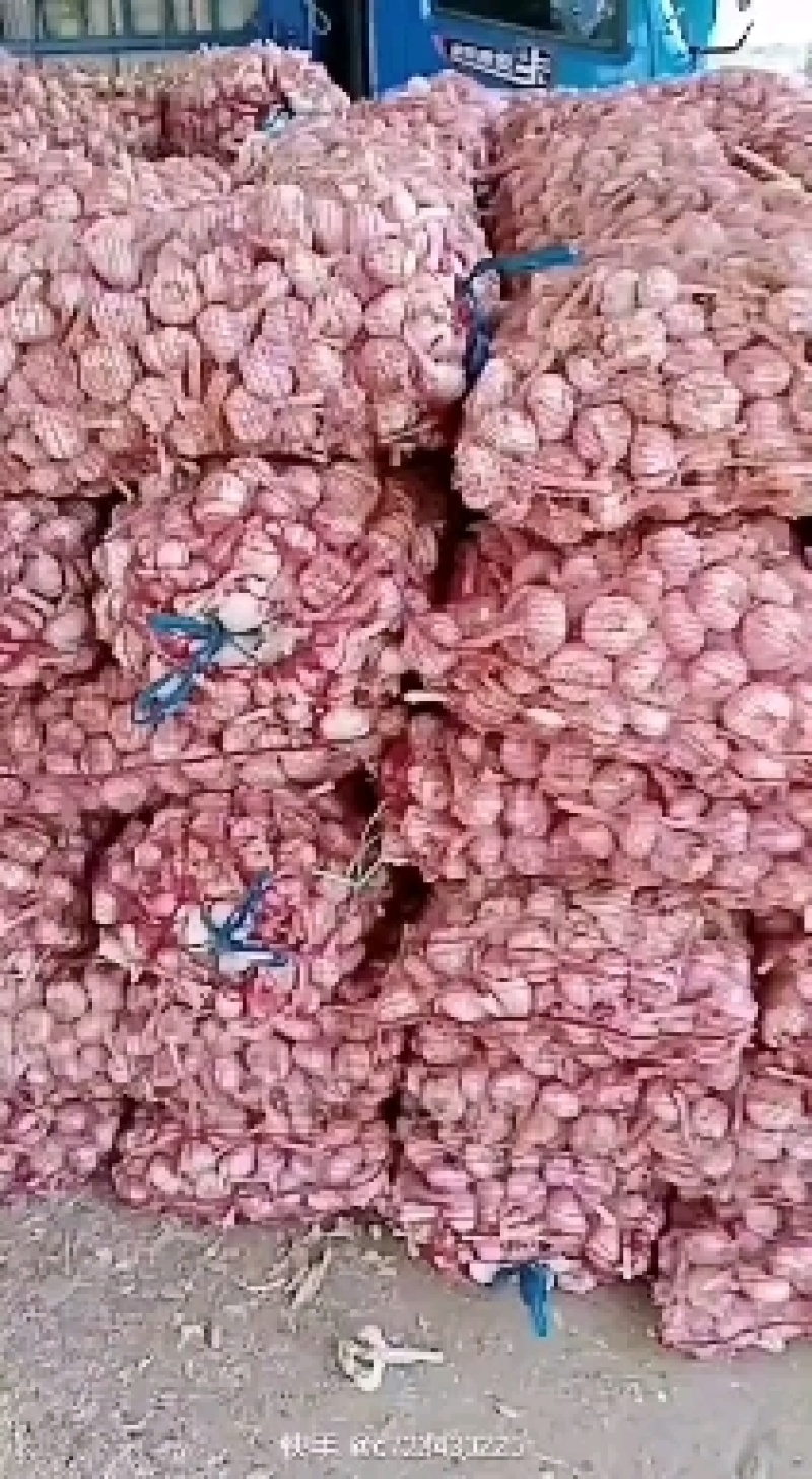 大蒜种子: