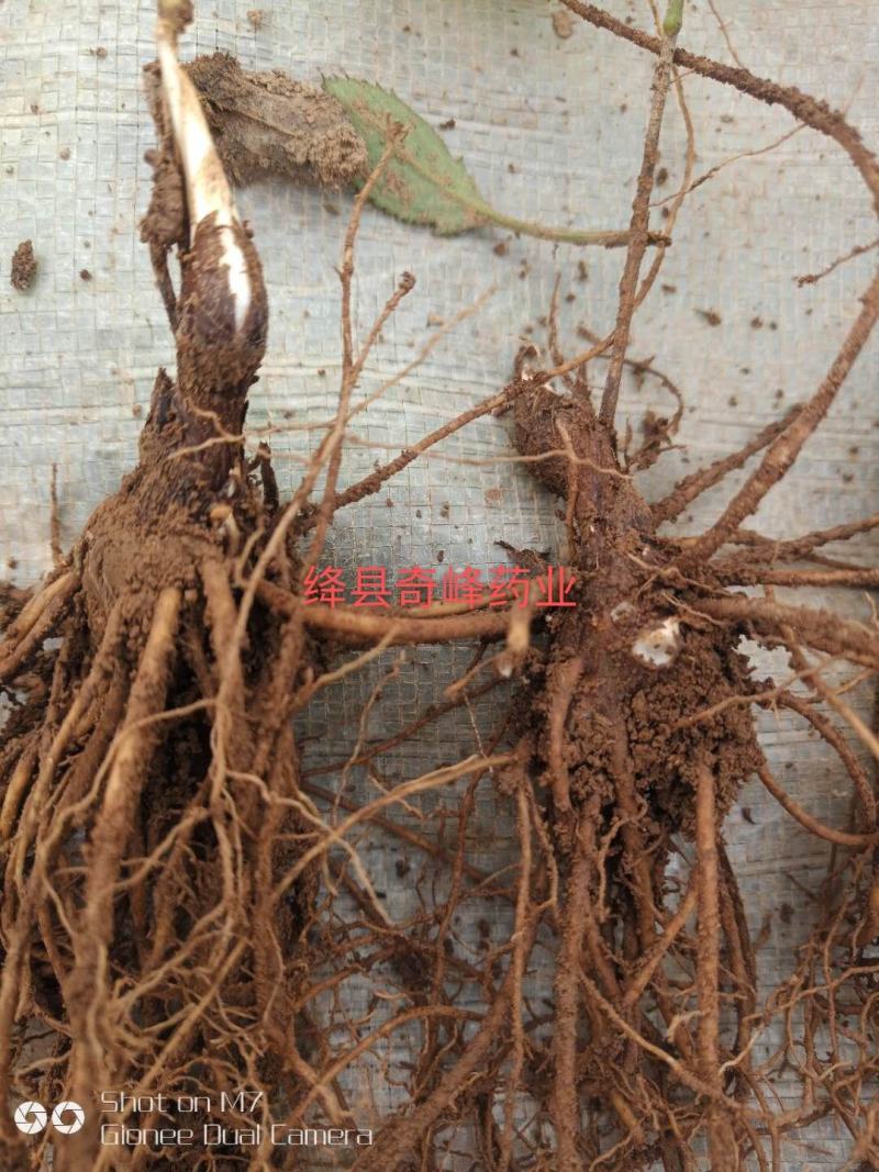 山西中条山道地北苍术种苗（诚信经营，信益第一）