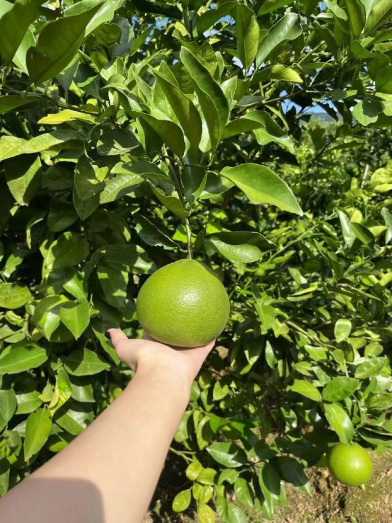 长期有货一手货源新鲜葡萄柚
