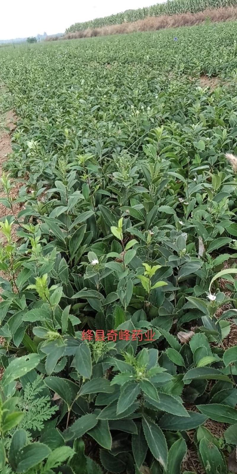 山西中条山道地北苍术种苗（诚信经营，信益第一）