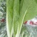 【实力】山东精品奶白菜，电商货源充足，量大从优，欢迎采购