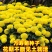 万寿菊种子，菊花种子臭芙蓉花种籽景观绿化花海花卉种子批发