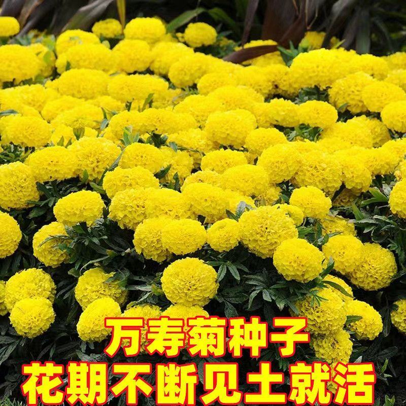 万寿菊种子，菊花种子臭芙蓉花种籽景观绿化花海花卉种子批发