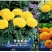 万寿菊种子，菊花种子臭芙蓉花种籽景观绿化花海花卉种子批发