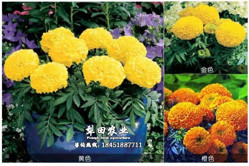 万寿菊种子，菊花种子臭芙蓉花种籽景观绿化花海花卉种子批发