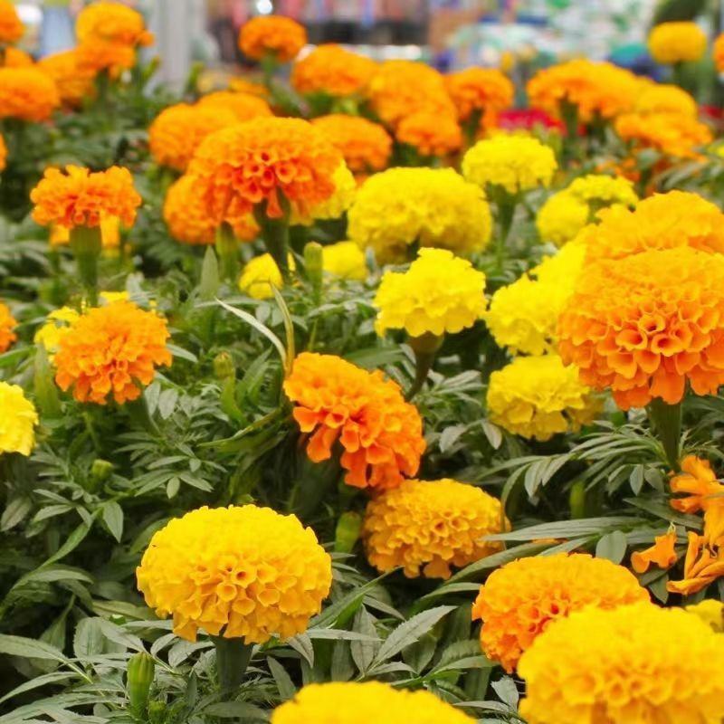 万寿菊种子，菊花种子臭芙蓉花种籽景观绿化花海花卉种子批发