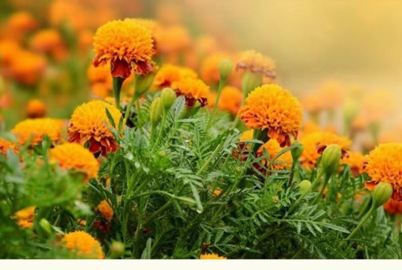 万寿菊种子，菊花种子臭芙蓉花种籽景观绿化花海花卉种子批发