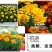 万寿菊种子，菊花种子臭芙蓉花种籽景观绿化花海花卉种子批发