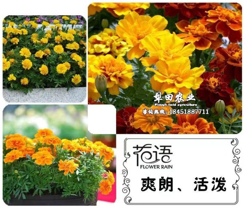 万寿菊种子，菊花种子臭芙蓉花种籽景观绿化花海花卉种子批发