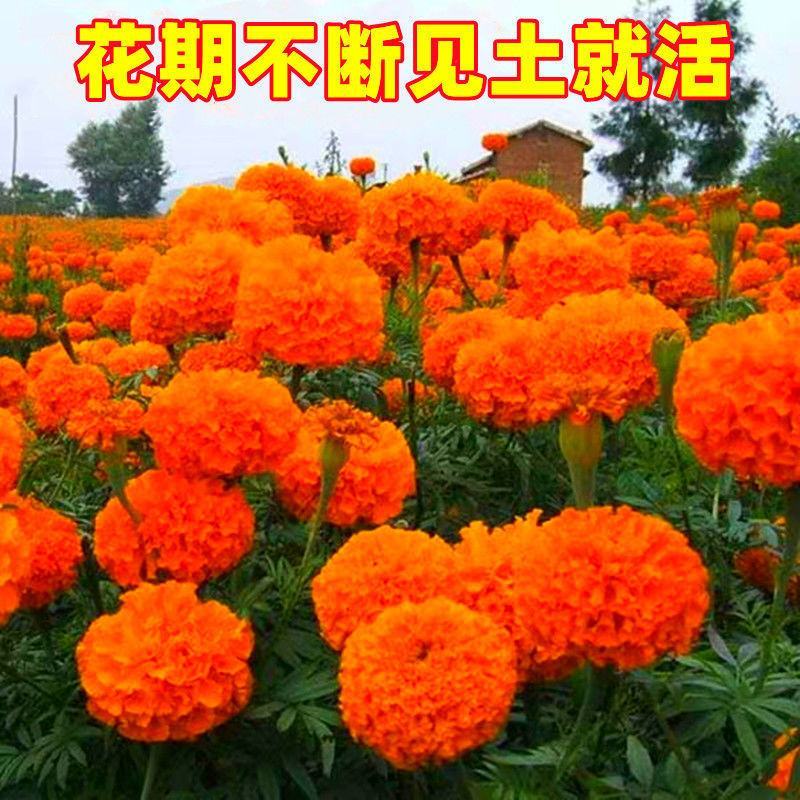 万寿菊种子，菊花种子臭芙蓉花种籽景观绿化花海花卉种子批发