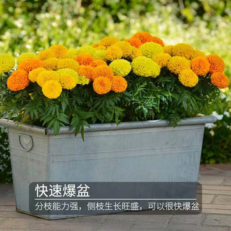万寿菊种子，菊花种子臭芙蓉花种籽景观绿化花海花卉种子批发