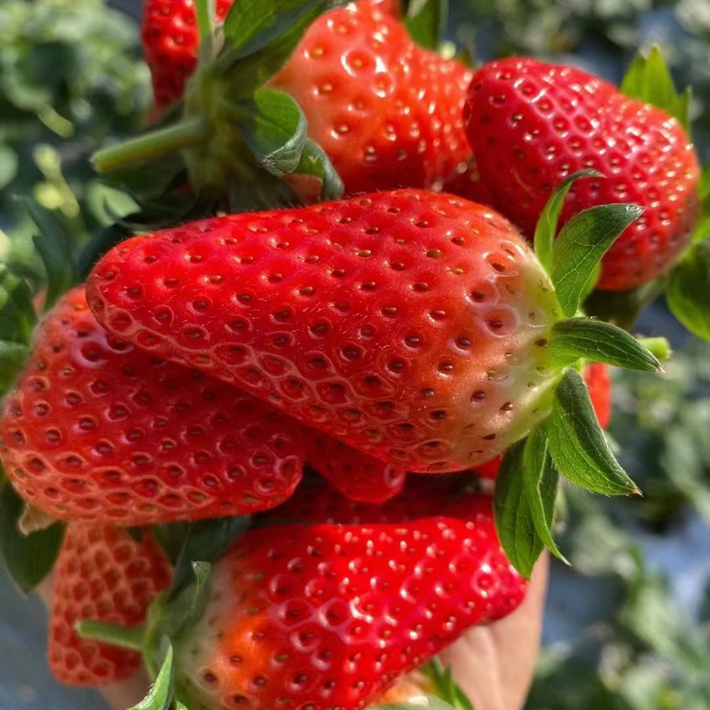济南甜宝草莓1斤2斤都有各类包装产地发货量大从优