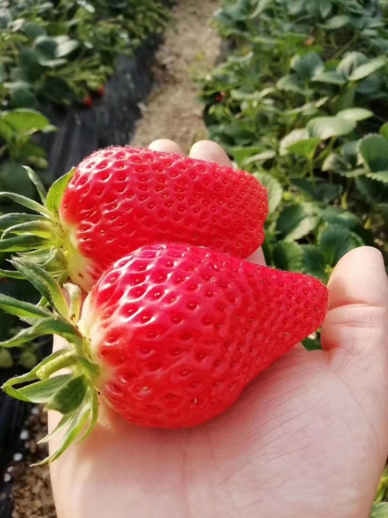 甜宝章姬草莓新鲜草莓基地，产地直发，量大从优欢迎选购