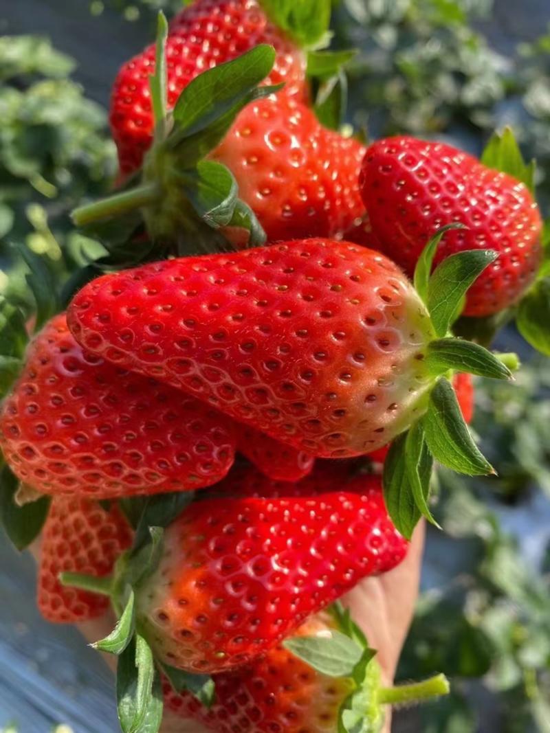 济南甜宝草莓1斤2斤都有各类包装产地发货量大从优