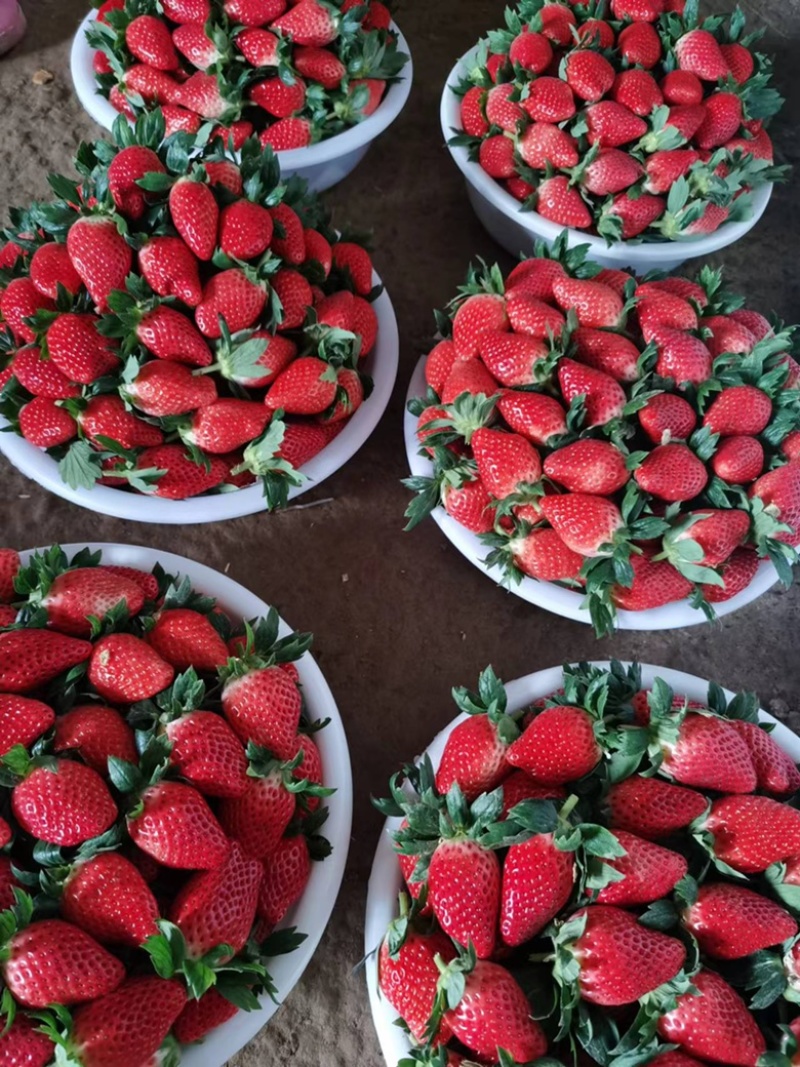 甜宝章姬草莓新鲜草莓基地，产地直发，量大从优欢迎选购