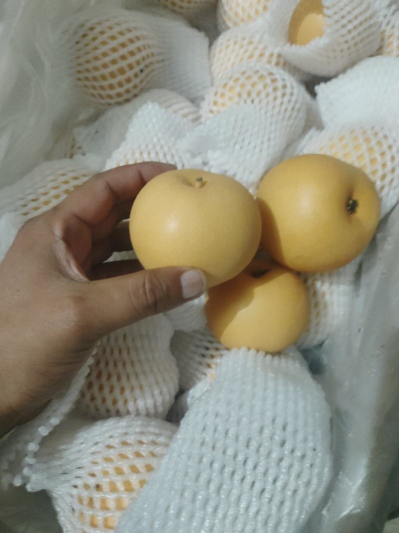秋月梨商场超市电商货均有，大中小个头均有，
