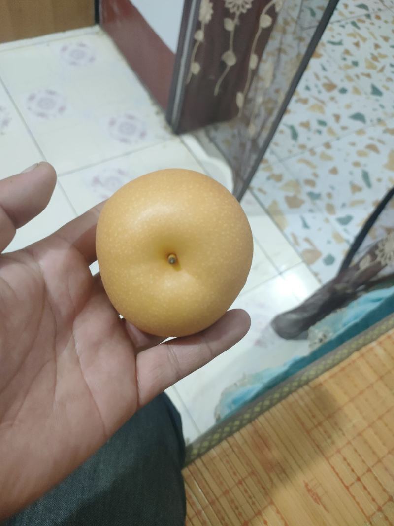 秋月梨商场超市电商货均有，大中小个头均有，