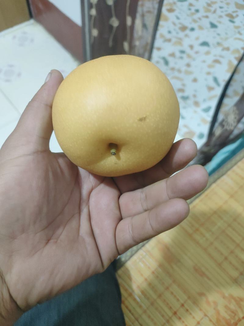 秋月梨商场超市电商货均有，大中小个头均有，
