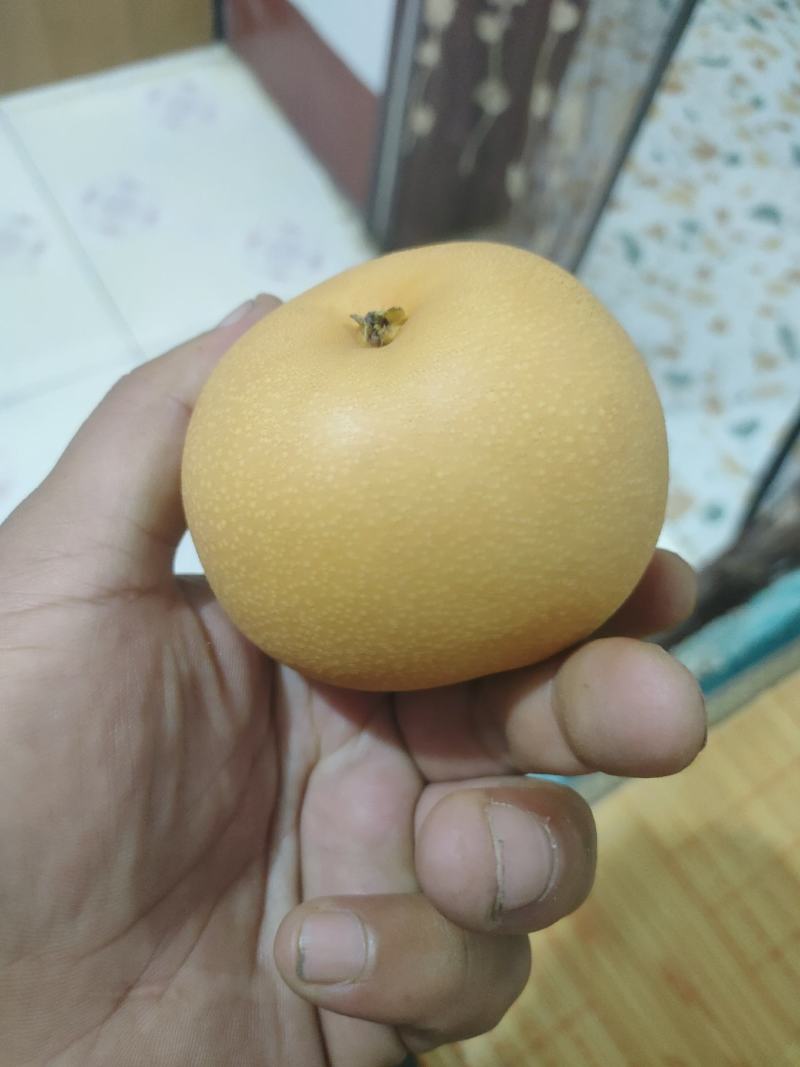 秋月梨商场超市电商货均有，大中小个头均有，