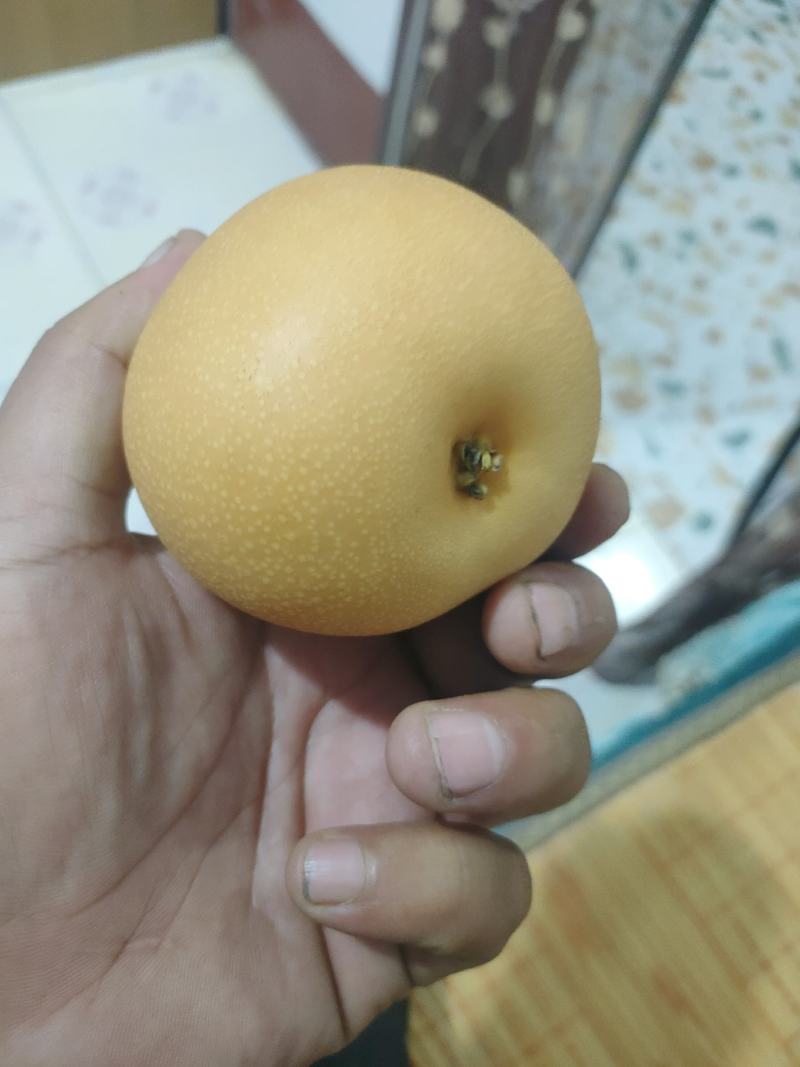 秋月梨商场超市电商货均有，大中小个头均有，