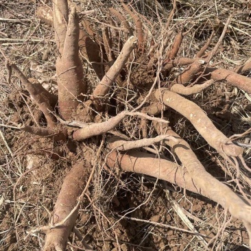 大量收购牡丹射干赤芍白芍，价格美丽，欢迎来电合作